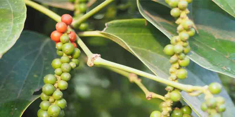 rote Pfefferbeeren an der Traube