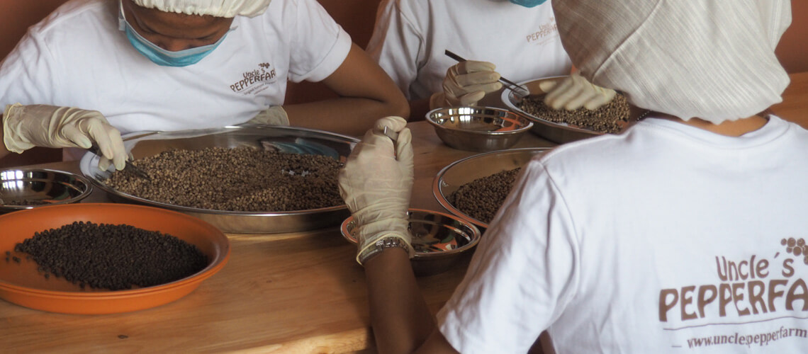 Kampot Pfeffer wird handverlesen