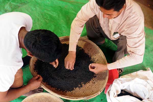 Kampot Pfefferfarm in Kambodscha