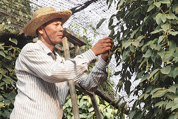 Pfefferfarm Kambodscha fairer Anbau
