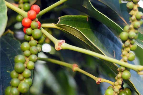 rote Pfefferbeeren an der Traube