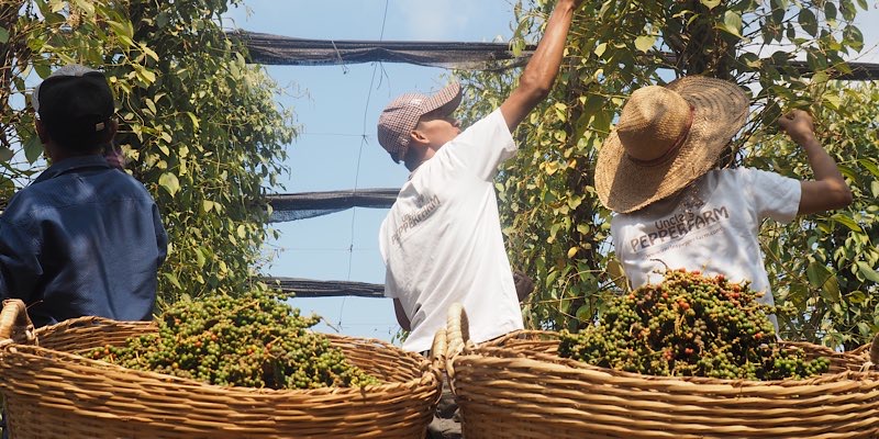 Ernte vom frischen grünen Kampot Pfeffer