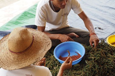 roter Kampot Pfeffer Handsortierung