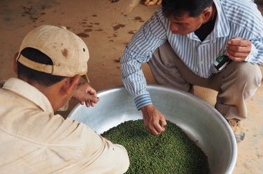 Grüne Pfefferbeeren Handsortierung