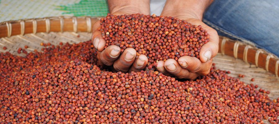 roter Kampot Pfeffer in Premiumqualität