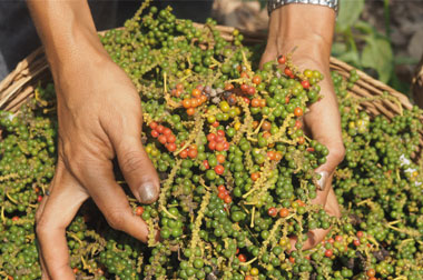Weißer Kampot Pfeffer Ernte