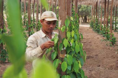 Pfefferanbau in Kampot-Kambodscha