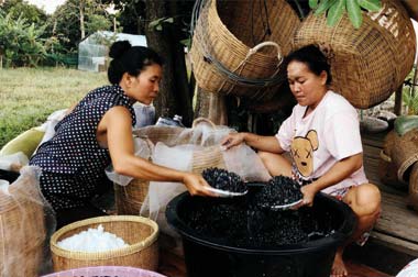 Fermentierung von Kampot Pfeffer mit Meersalz