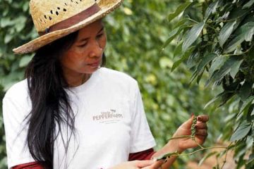 Pfefferfarm Cambodia Tägliche Kontrolle aller Pfefferpflanzen