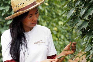 Pfefferfarm Cambodia Tägliche Kontrolle aller Pfefferpflanzen