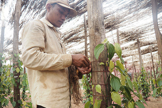 Pfefferfarm in Kampot Handarbeit auf der Pfefferfarm