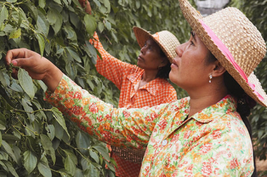 Kampot Pfeffer Ernte auf Uncle´s Pepperfarm