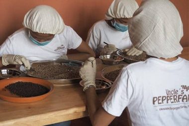 Kampot Pfeffer handverlesen Kamot Pfeffer wird handverlesen