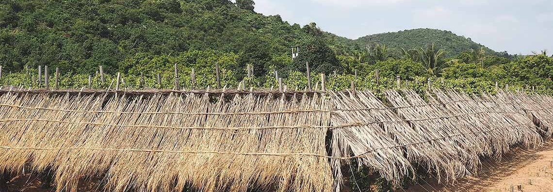 Unsere Pfefferplantage in Kampot